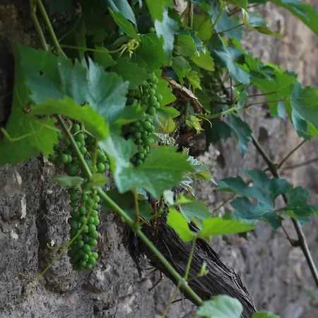 Apartment Mit Garten Und Terrasse, Zentral Und Ruhig Freyburg (Unstrut)